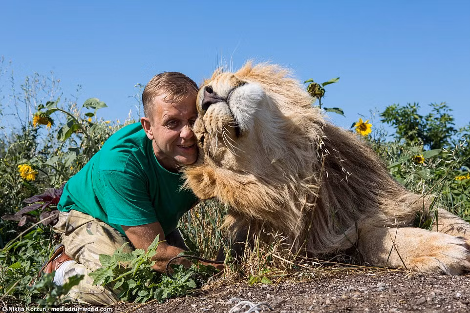 Ông Zubkov hy vọng những hình ảnh này sẽ giúp làm giảm nạn săn hổ và sư tử.