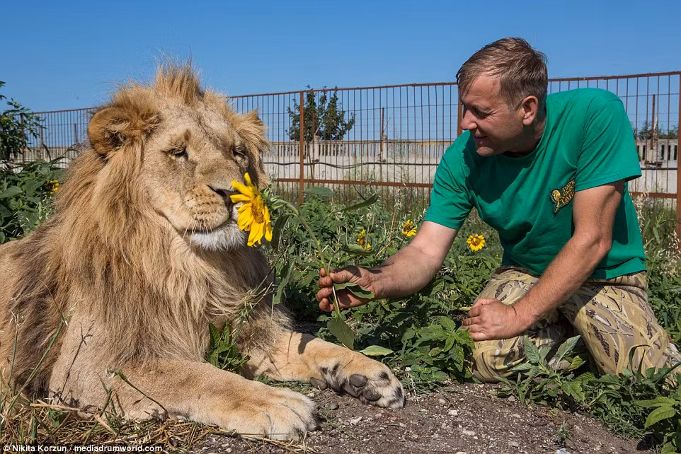 Ông Oleg Zubkov, người đứng đầu công viên Taigan, đang chơi đùa với một trong những con sư tử thân thiện ở đây.