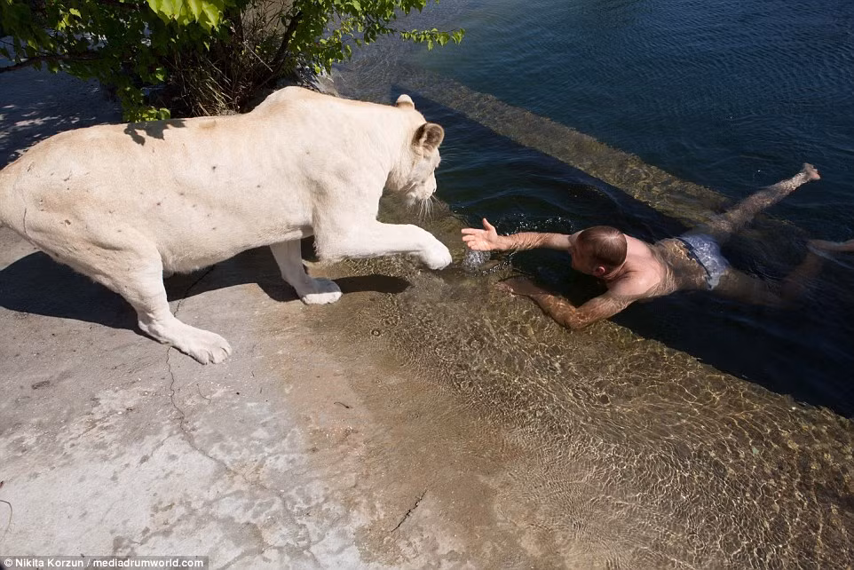 Một con sư tử trắng đưa chân để giúp đỡ người đàn ông bơi dưới nước.