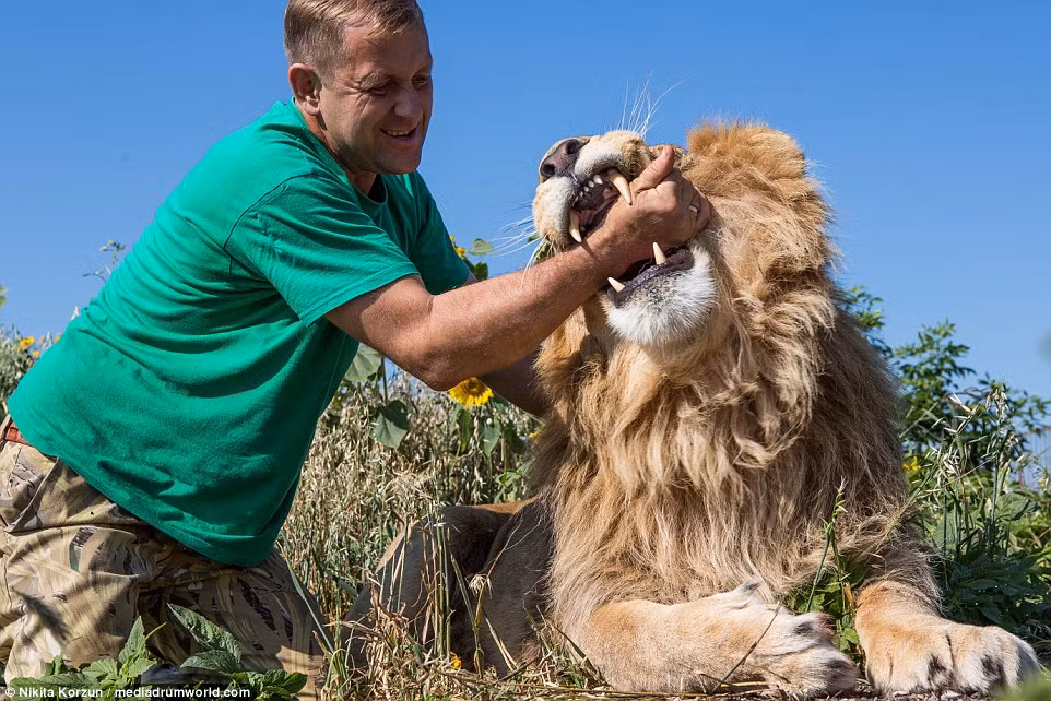 Ông Zubkov dũng cảm cho tay vào miệng một con sư tử khổng lồ để nhiếp ảnh gia chụp hình.