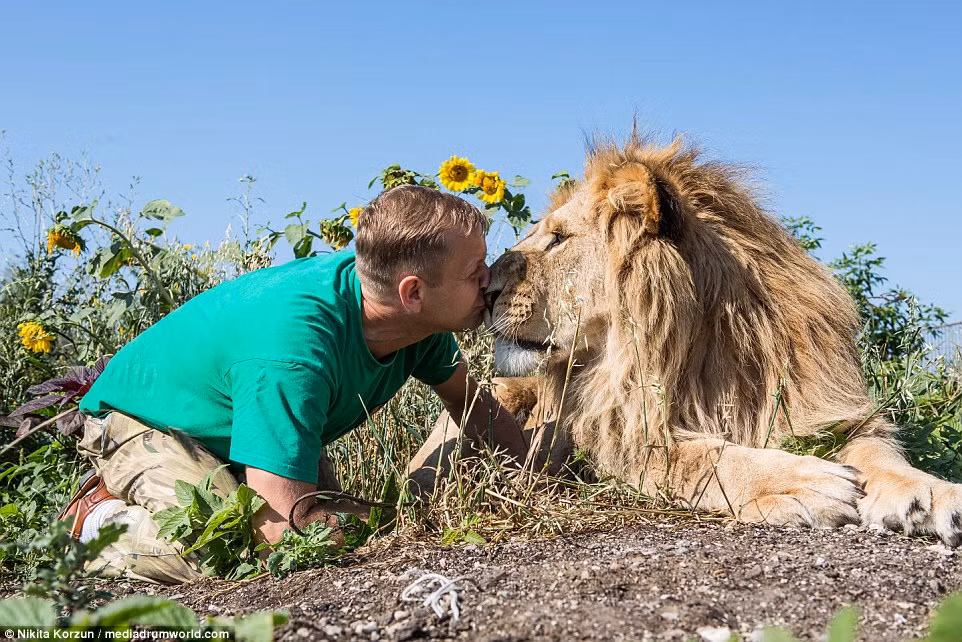 Công viên động vật hoang dã Taigan ở Crimea, Nga, có 50 con sư tử cùng sinh sống với 1.500 cá thể động vật khác. Những con sư tử ở đây rất hiền lành và thân thiện với con người.
