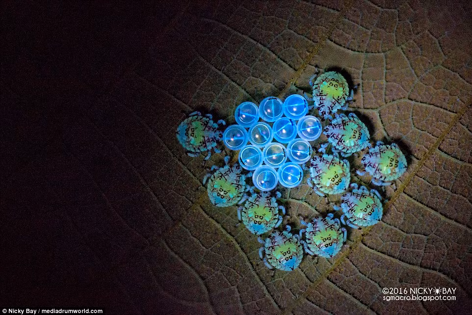 Những con bọ xít nâu đang vây quanh trứng của chúng.