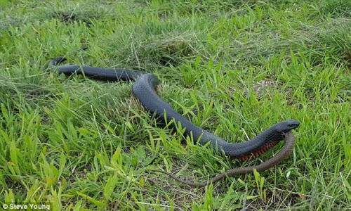 Rắn đen khổng lồ nuốt chửng đồng loại cùng kích thước - Hình 2 Ran den khong lo nuot chung dong loai cung kich thuoc-Hinh-2