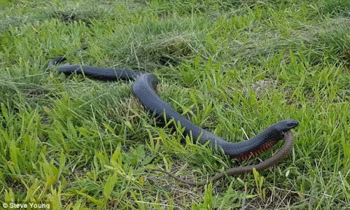 Ran den khong lo nuot chung dong loai cung kich thuoc-Hinh-2