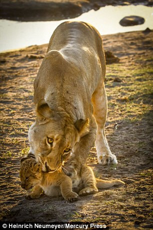 Khi không thể ngăn cản bằng cách nhẹ nhàng, sư tử mẹ đành phải sử dụng biện pháp mạnh hơn để đưa đứa con “cứng đầu” trở về cùng với 7 người anh chị em khác của nó.