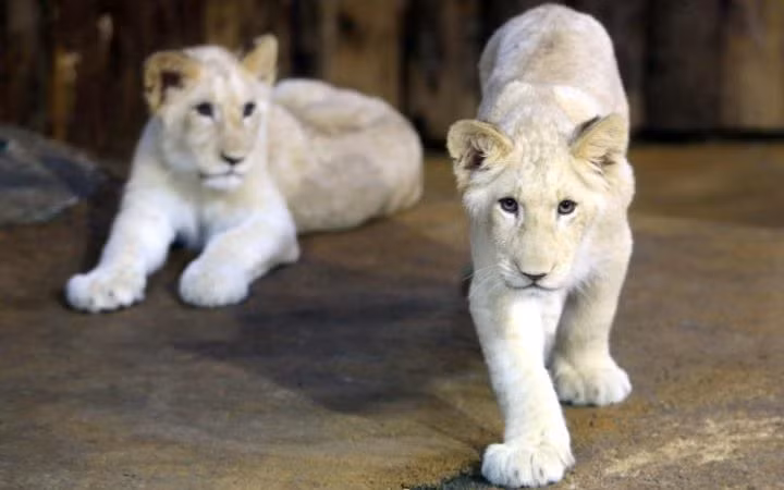 Hai con hổ trắng được giới thiệu trước công chúng sau khi chào đời tại vườn thú ở Magdeburg, Đức.