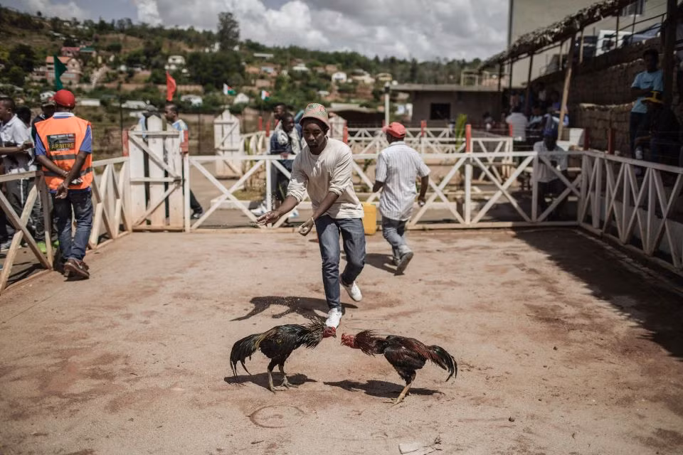 Các chủ gà vẩy nước lên cặp gà đang chọi nhau.