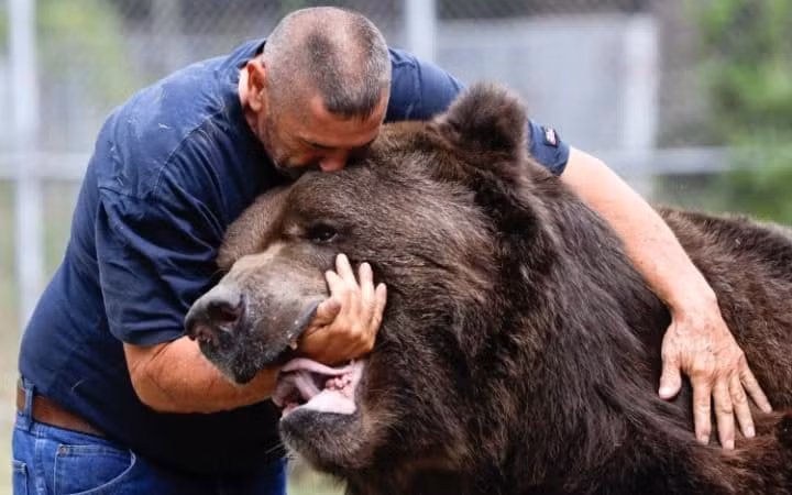Nhân viên Jim Kowalczik chơi đùa với gấu khổng lồ trong trung tâm chăm sóc động vật hoang dã ở New York, Mỹ.