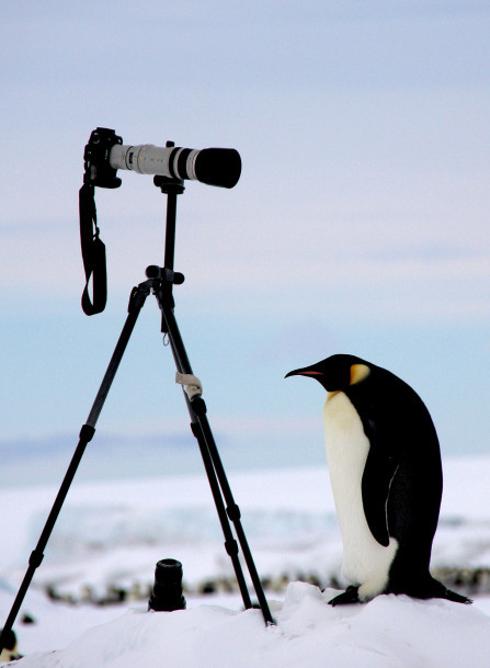 Một con chim cánh cụt hoàng đế tò mò khám phá trụ đỡ máy ảnh của nhiếp ảnh gia.