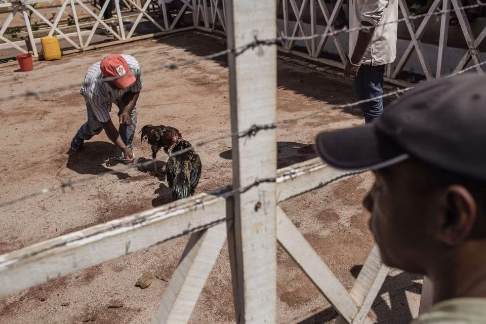 Một trận chọi gà có thể kéo dài hơn 1 giờ cho tới khi một trong hai con chết hoặc bỏ chạy.