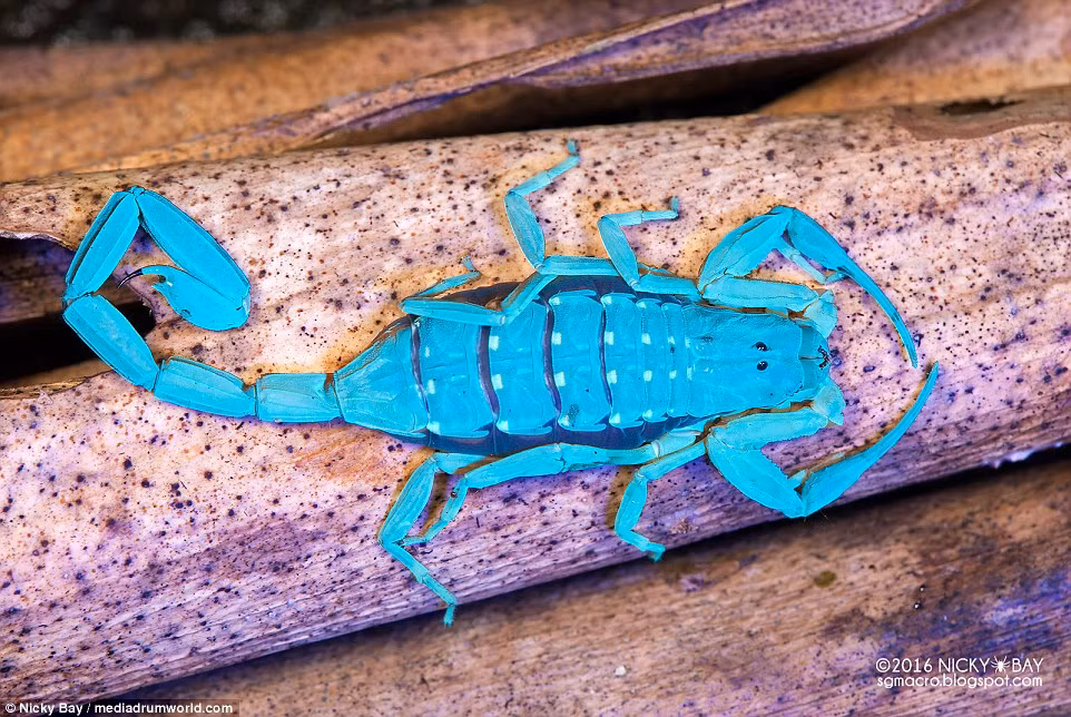 Những bức ảnh này cho thấy vẻ đẹp khác lạ của nhiều loài côn trùng khi chúng được chiếu dưới ánh sáng tia cực tím.