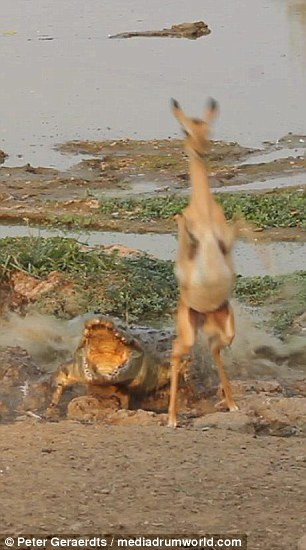 Trong khi linh dương đang thưởng thức những ngụm nước mát lạnh, một con cá sấu bất ngờ lao khỏi mắt nước để vồ con mồi.