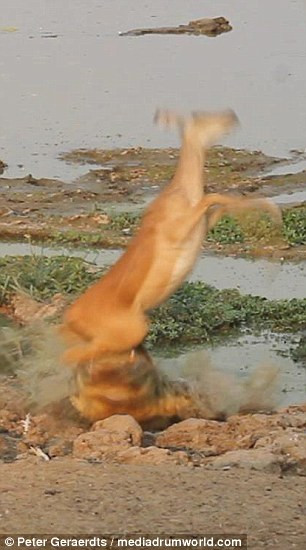 Nhờ phản ứng nhanh nhạy, con linh dương đã kịp nhảy lên để tránh cú đớp kinh sợ của con cá sấu khổng lồ.