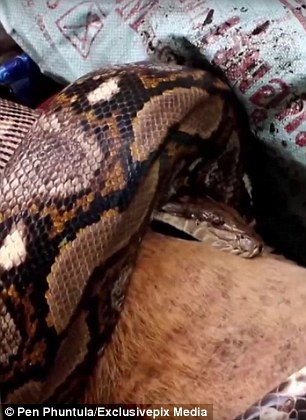 Các nhân viên cứu hộ tiếp cận con trăn, nó bắt đầu nôn con chó ra ngoài để tìm cách chạy trốn.