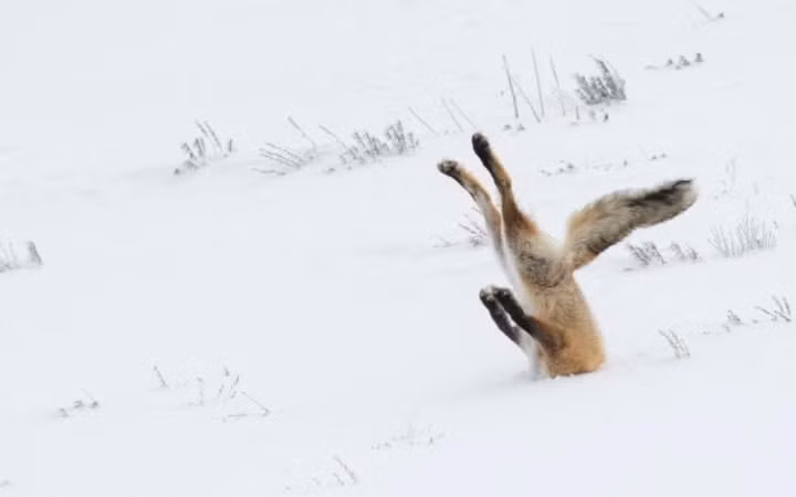 Cáo lao thẳng đầu xuống lớp tuyết dày để săn mồi trong vườn quốc gia Yellowstone, Mỹ.