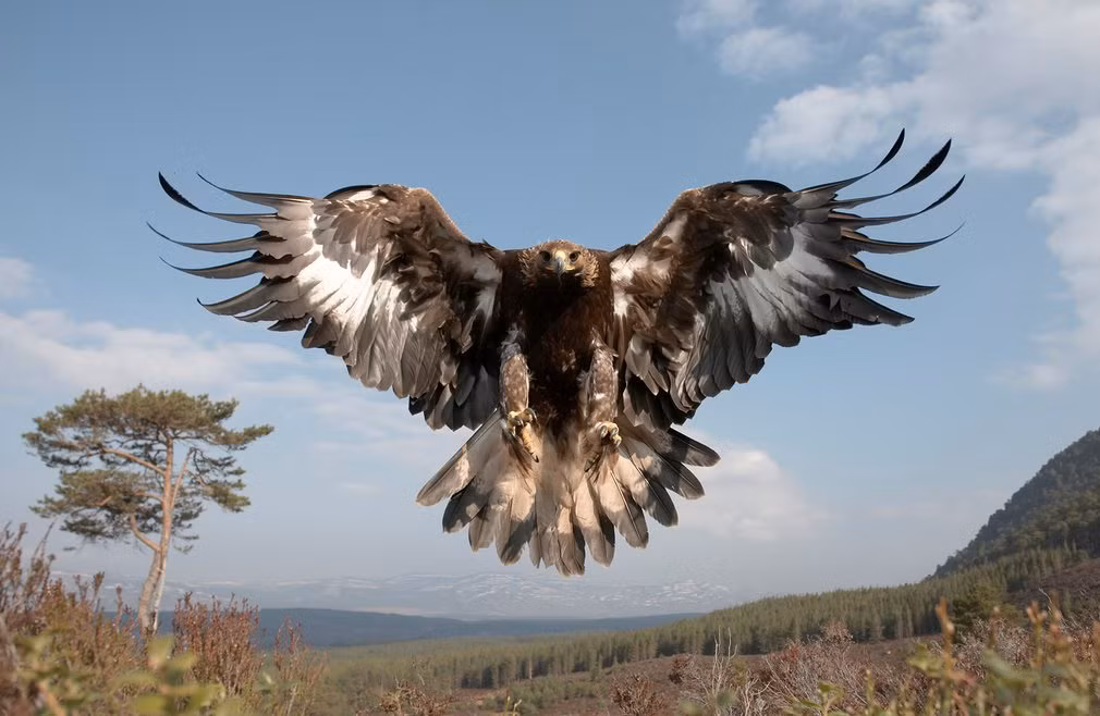 Đại bàng vàng giang cánh rộng trong vườn quốc gia Cairngorms ở Scotland.