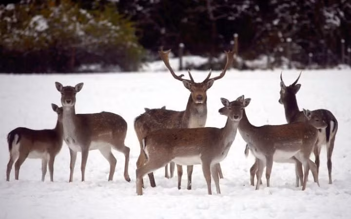 Đàn hươu đứng trên cánh đồng phủ đầy tuyết gần thành phố Schliersee, Đức.