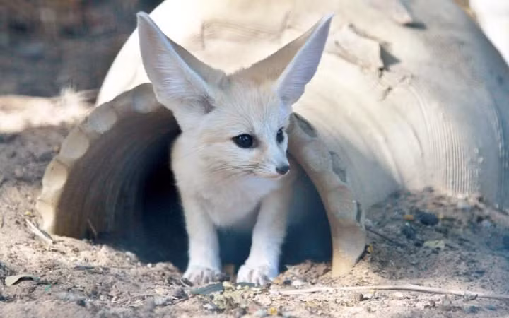 Cao tai to 7 tuần tuổi chui ra khỏi nơi trú ẩn trong công viên động vật hoang dã ở Ramat Gan gần thành phố Tel Aviv, Israel.