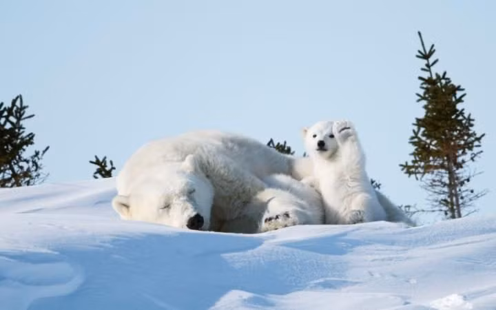 Gấu bắc cực con chơi đùa cạnh mẹ đang nằm ngủ ở Manitoba, Canada.