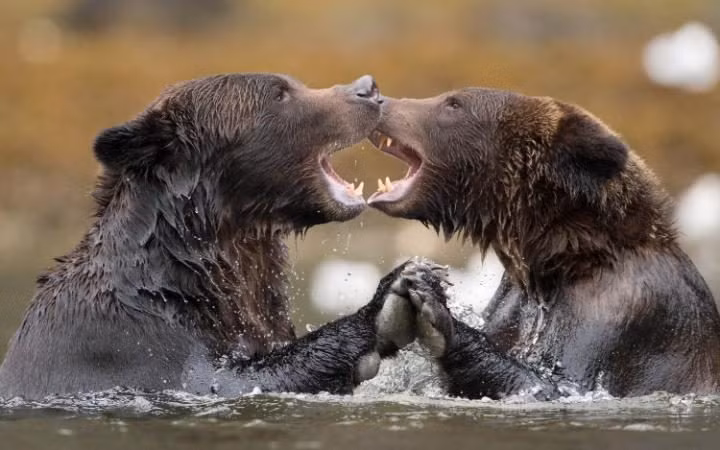 Hai con gấu nâu đánh trong trong một trận thủy chiến vô cùng ác liệt.