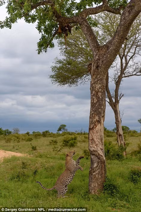 Trong khi phá công viên động vật hoang dã Londolozi ở Nam Phi, nhiếp ảnh gia Sergey Gorshkov bất ngờ phát hiện một con báo đốm đực đang tìm cách leo lên cây để lấy xác thối được giấu trên đó.