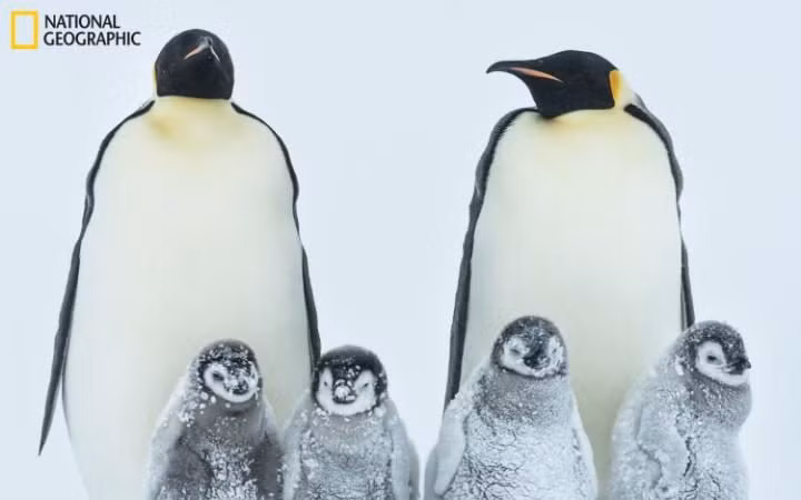 Chim cánh cụt hoàng đế trường thành đứng che tuyết cho đàn con nhỏ ở Nam Cực. (Ảnh: Gunther Riehle)