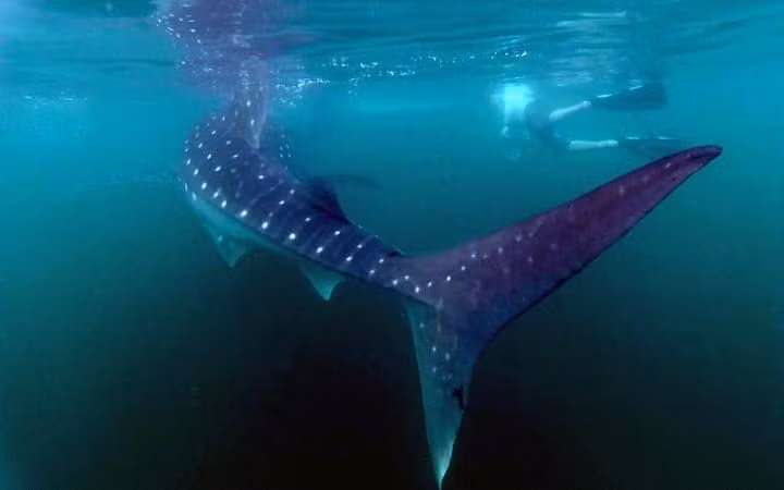 Du khách bơi cùng cá mập voi khổng lồ ở ngoài khơi vịnh California, Baja California, Mexico.