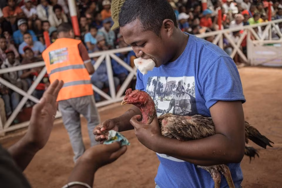 Những con gà chọi được chăm sóc rất chu đáo để chúng nhanh trong hồi phục sau mỗi hiệp đấu.