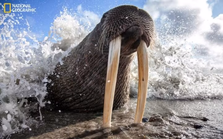 Khoảnh khắc hải mã nằm ngủ trên bờ biển. (Ảnh: Mike Korostelev)