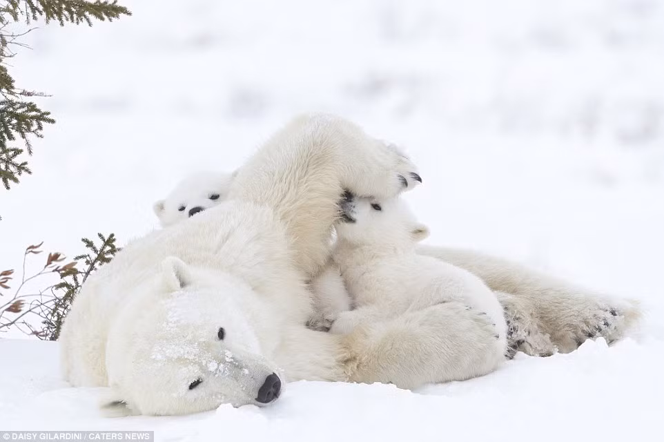 Gấu Bắc Cực ban đầu tỏ ra không quan tâm với hai đứa con, nhưng cuối cùng nó cũng tỉnh giấc và thể hiện sự quan tâm với đàn con.