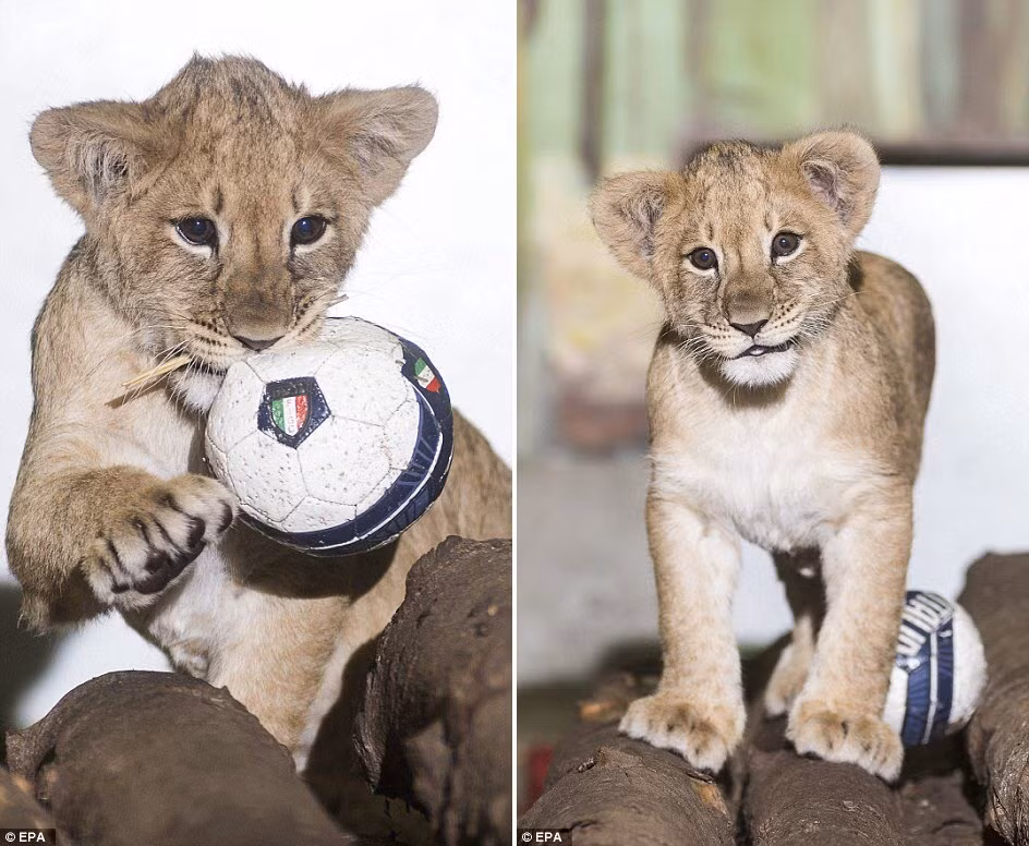 Con sư tử được mượn từ vườn thú Gyongyos tỏ ra hiếu động hơn vì nó được sống cùng mẹ và những con sư tử khác từ nhỏ.