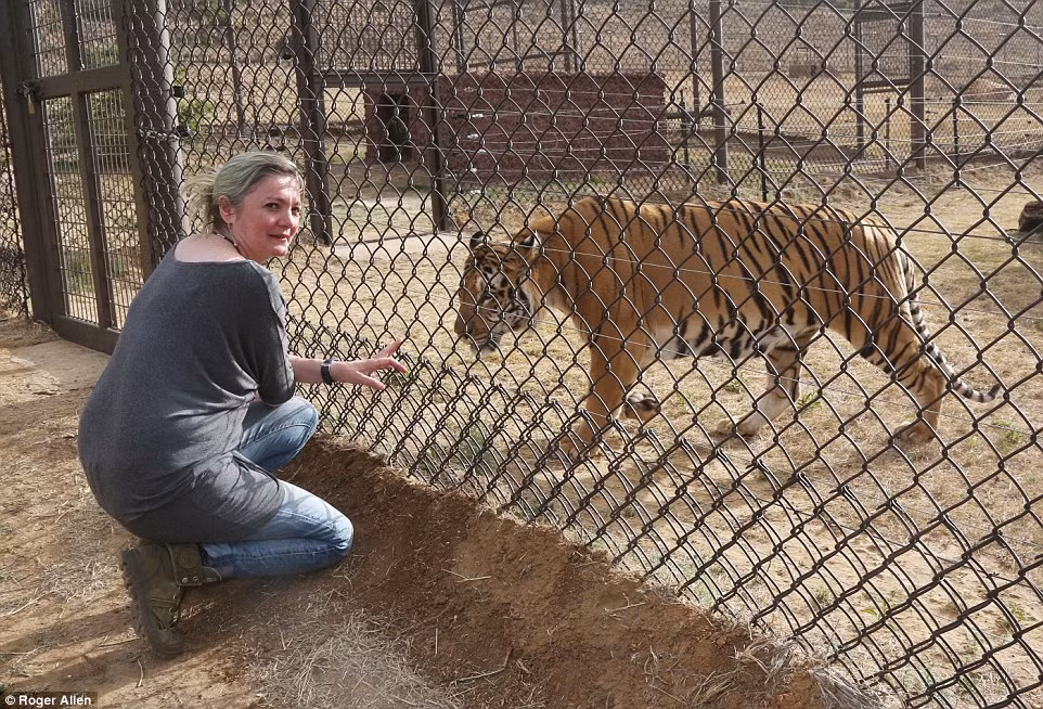 Con hổ được đưa đến một trung tâm cứu hộ động vật trong công viên động vật hoang dã Lion's Rock, Nam Phi.