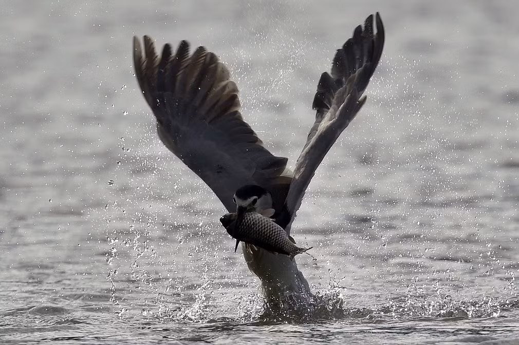 Chim diệc đầu đèn bắt cá dưới hồ Wantan ở thành phố New Taipei, Đài Loan.