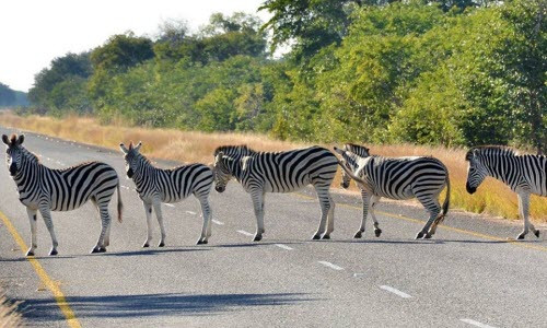 Nhiếp ảnh gia Paul Karnstedt bất ngợp chộp được cảnh tượng 5 con ngựa vằn xếp hàng chắn ngang đường, trong khi ông trở về khách sạn từ chuyến khám phá vườn quốc gia Chobe ở Botswana.