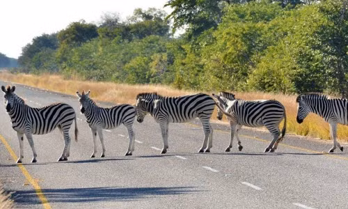 Nhiếp ảnh gia Paul Karnstedt bất ngợp chộp được cảnh tượng 5 con ngựa vằn xếp hàng chắn ngang đường, trong khi ông trở về khách sạn từ chuyến khám phá vườn quốc gia Chobe ở Botswana.
