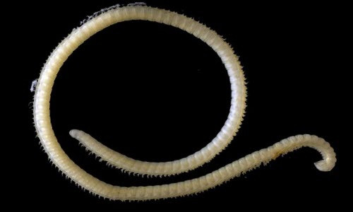 Loài illacme tobini được phát hiện trong các hang động thuộc vườn quốc gia Sequoia, Tây Ban Nha.