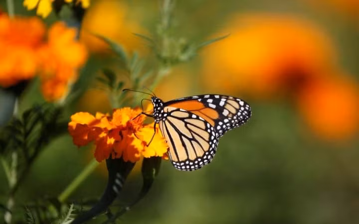 Bướm chúa hút phấn hoa trong một khu vườn ở thành phố Ciudad Juarez, Mexico.