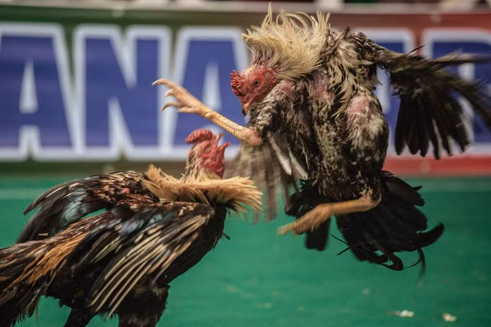 Những hình ảnh chọi gà này được ghi lại ở vùng ngoại ô thành phố Antananarivo, Madagascar.