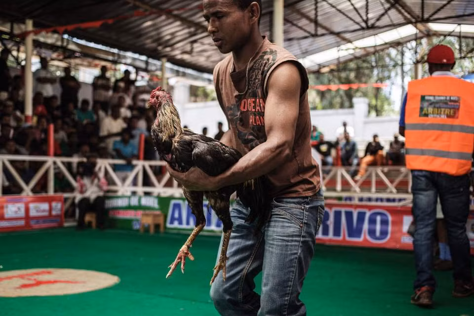 Một chủ gà chăm sóc gà chọi của mình trong giờ nghỉ.