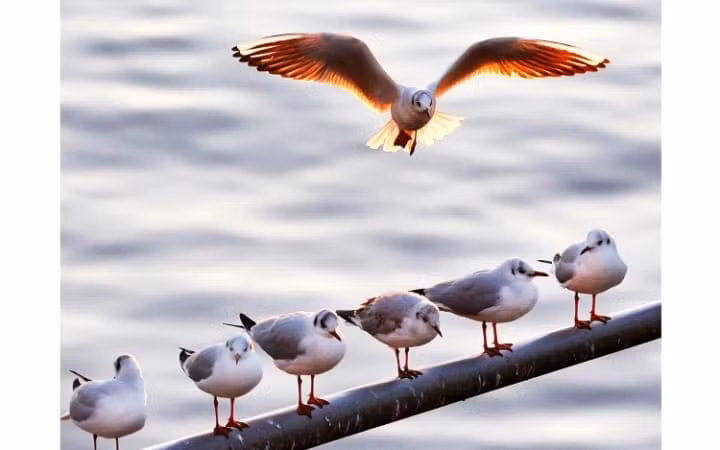 Chim mòng biển chuẩn bị hạ cánh xuống lan can trên bờ sông Main ở thành phố Frankfurt, Đức.