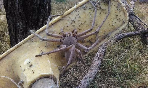 Hình ảnh khủng khiếp của loài nhện khổng lồ ở Australia Hinh anh khung khiep cua loai nhen khong lo o Australia