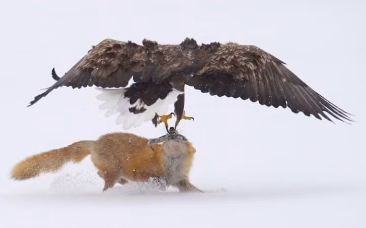 Đại bàng quyết chiến với cáo trên bờ hồ Furen ở Nemuro, Nhật Bản.