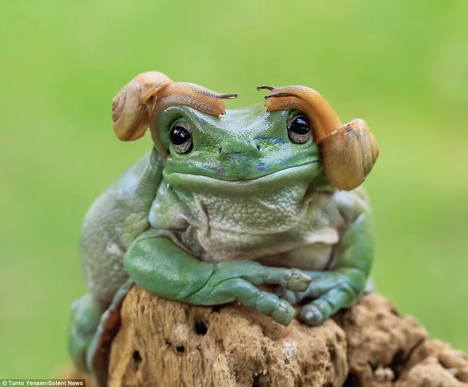  Ếch xanh khổng lồ này có ngoại hình trông rất hung dữ, nhưng nó tỏ ra thân thiện với những con ốc sên.