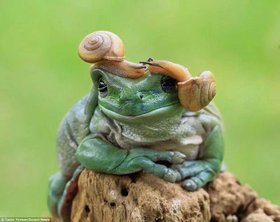 Trước đó, nhiếp ảnh gia 36 tuổi đã chụp cảnh tượng 5 con ếch xanh cưỡi trên đầu một con cá sấu nhỏ hay bọ ngựa đối đầu với cá sấu.