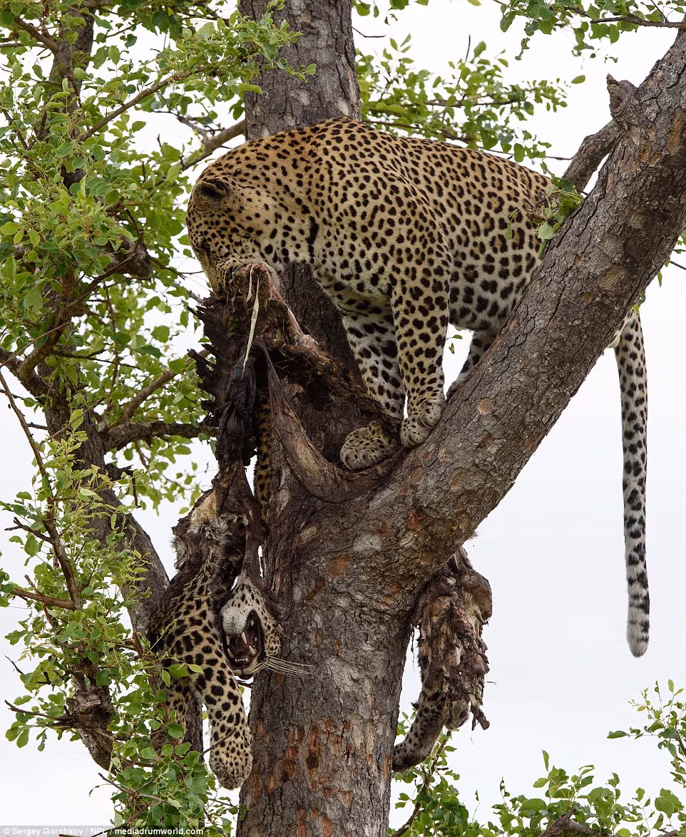Báo đốm thường săn linh dương và hươu, nhưng chúng cũng thỉnh thoảng giết và ăn thịt đồng loại trong cuộc chiến tranh giành lãnh địa và thức ăn.
