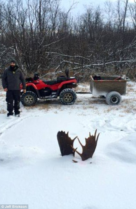 Hai cặp sừng của các nạn nhân xấu số nhô lên mặt hồ đóng băng.