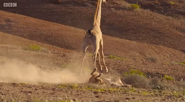 Những hình ảnh này là một phần trong bộ phim tài liệu Planet Earth 3 (Hành tinh Xanh 3) của đài BBC.