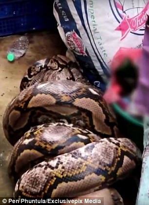 Khi nhân viên cứu hộ động vật tới hiện trường, họ thấy con trăn khổng lồ vẫn đang siết chặt và cố gắng nuốt chửng con chó.