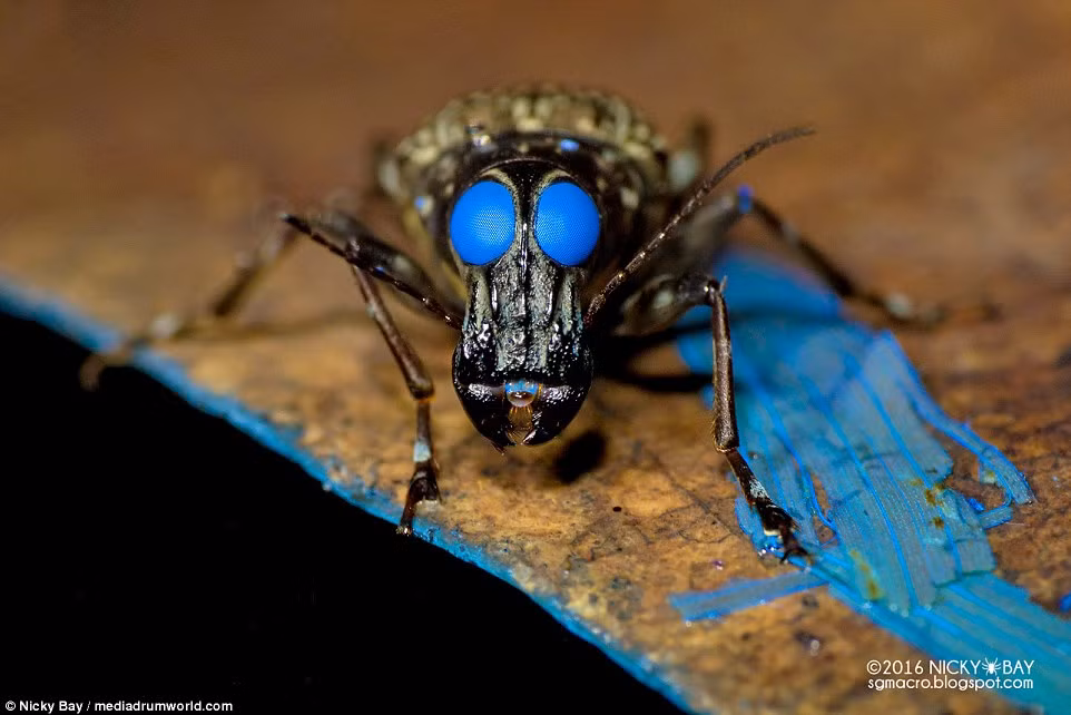 Với đôi mắt màu xanh, con xén tóc này trông như một quái vật ngoài hành tinh.