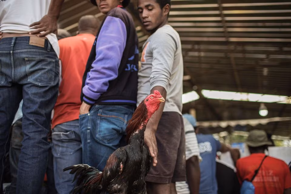 Các chủ gà xếp hàng chờ đăng ký tham gia giải đấu.